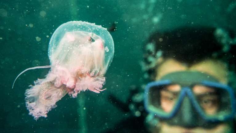 Χιλιάδες μωβ μέδουσες στη Χαλκιδική: Τι πρέπει να κάνουμε αν μας τσιμπήσουν - Οι κίνδυνοι από την τοξική βλέννα