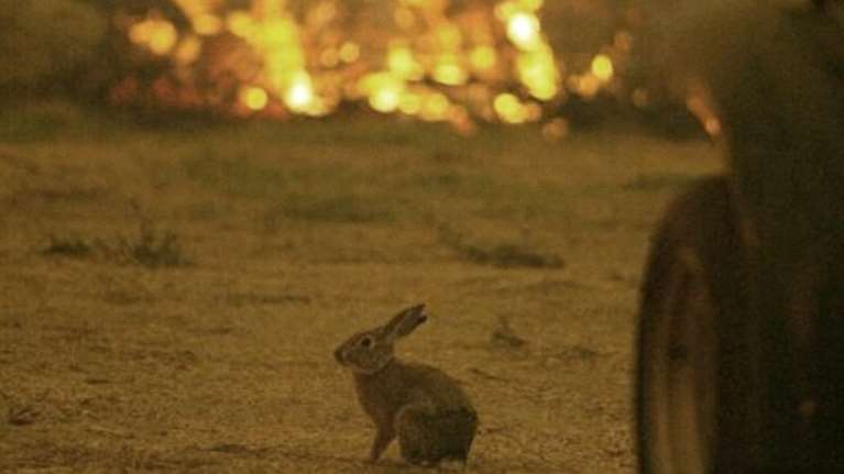 Η συγκλονιστική φωτογραφία με το τρομαγμένο λαγουδάκι στις φλόγες- Τα άγνωστα θύματα των πυρκαγιών