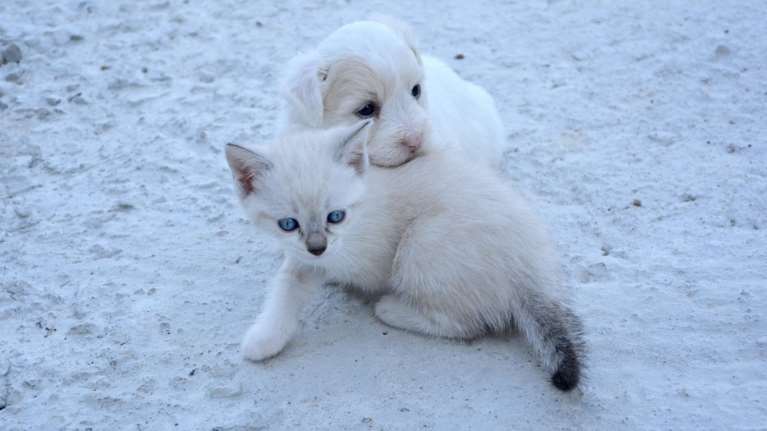 Υποθερμία σε κατοικίδια: Τα συμπτώματα που πρέπει να αναγνωρίσετε και πώς να αποφύγετε προβλήματα υγείας