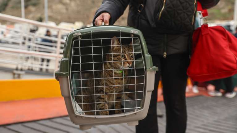 Σαντορίνη: Οι κάτοικοι φεύγουν με τα κατοικίδιά τους - &quot;Μην αφήσετε πίσω τα ζώα σας&quot;, έκκληση των φιλοζωικών [εικόνες]