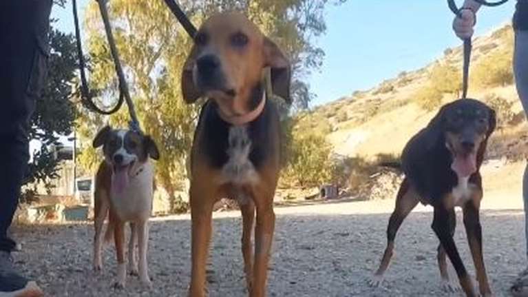 Με τον θάνατο του κηδεμόνα τους η ζωή τους δεν θα &#39;ναι πια ίδια: Τρία σκυλάκια έμειναν ολομόναχα [Βίντεο]