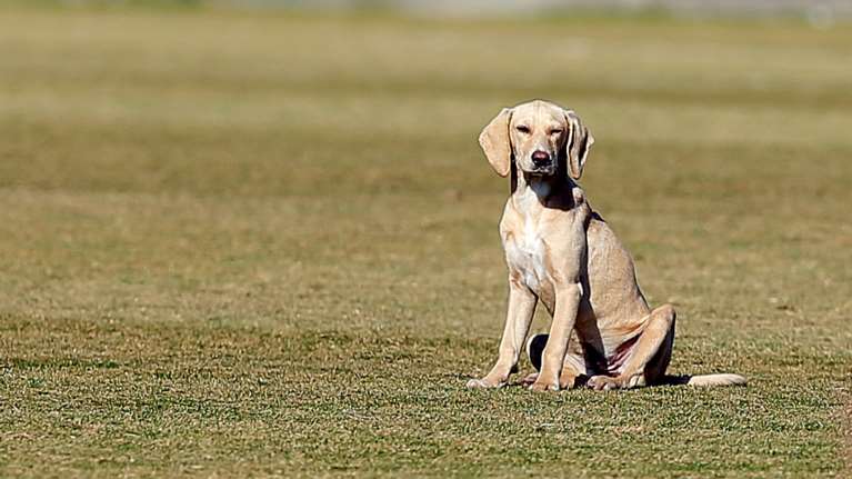 Αποτροπιασμός στο Κιλκίς: Κτηνοτρόφος εκτέλεσε σκύλο με καραμπίνα - Ισχυρίστηκε ότι το άτυχο ζώο ενοχλούσε το κοπάδι του