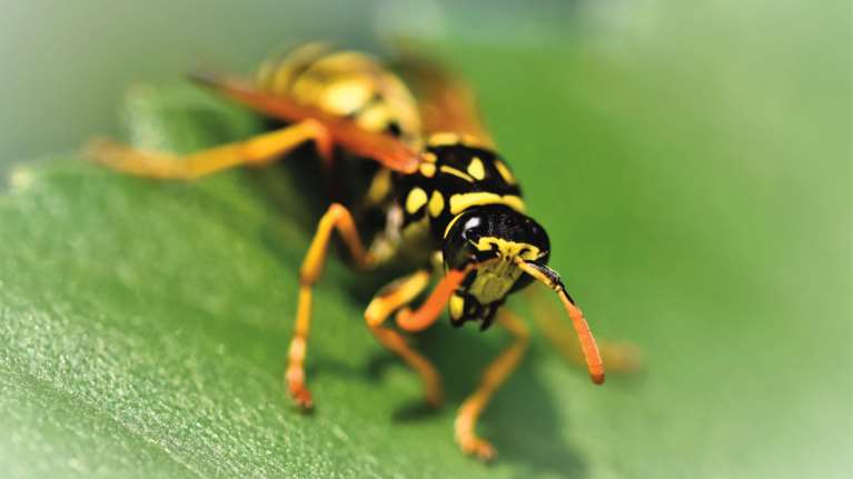 Κρήτη: Τον τσίμπησε σφήκα και υπέστη αλλεργικό σοκ - Τον έσωσαν οι διασώστες του ΕΚΑΒ