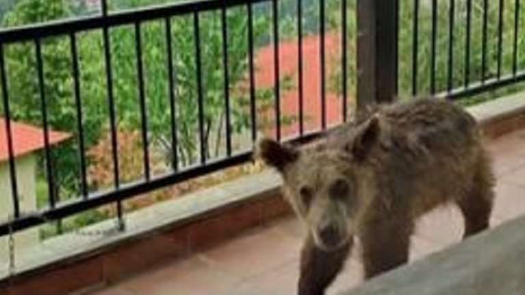 Τρίκαλα: Αρκουδάκι έκανε βόλτες σε βεράντα σπιτιού - &quot;Είναι επικίνδυνο να ταΐζουμε τα άγρια ζώα&quot; [βίντεο]