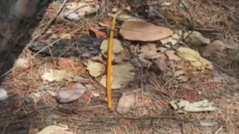 Μαλακάσα: Με... κεριά και τρία πακιστανικά κινητά ο επίδοξος εμπρηστής - Παρέμβαση ΕΥΠ και Αντιτρομοκρατικής [εικόνες]