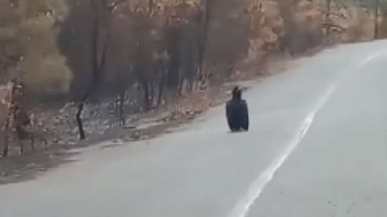 Το πένθος του μαυρόγυπα στον Έβρο: Τα σπάνια πτηνά ψάχνουν τις φωλιές τους στα καμένα [εικόνες - βίντεο]