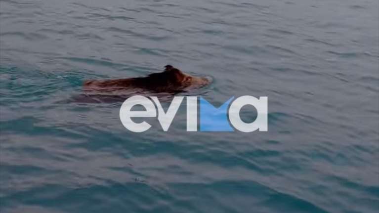 Χαλκίδα: Αγριογούρουνο απολαμβάνει το μπάνιο του σε παραλία της πόλης [βίντεο]