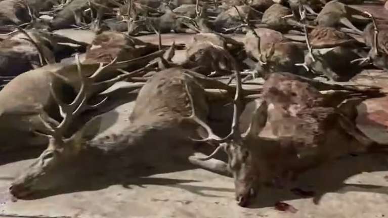 &quot;Σφαγείο&quot; για εκατοντάδες ελάφια και αγριογούρουνα στην Ανδαλουσία - Οργανωμένο κυνήγι σε περιφραγμένο χώρο για 1.000 ευρώ