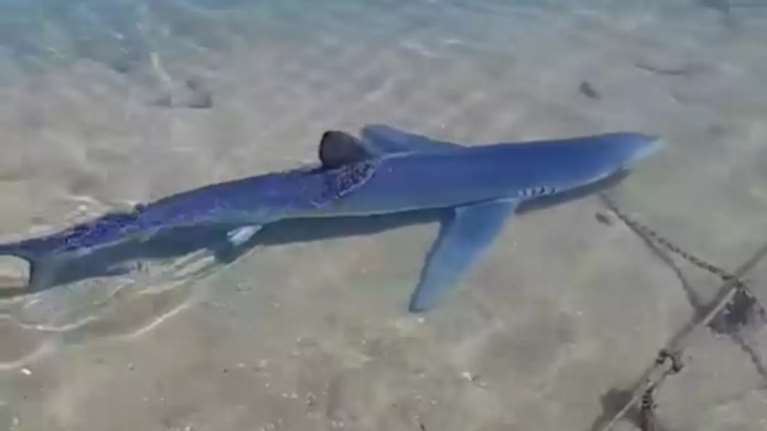 Καρχαρίας στη... Γλυφάδα: Απίστευτα βίντεο μέσα από τη μαρίνα