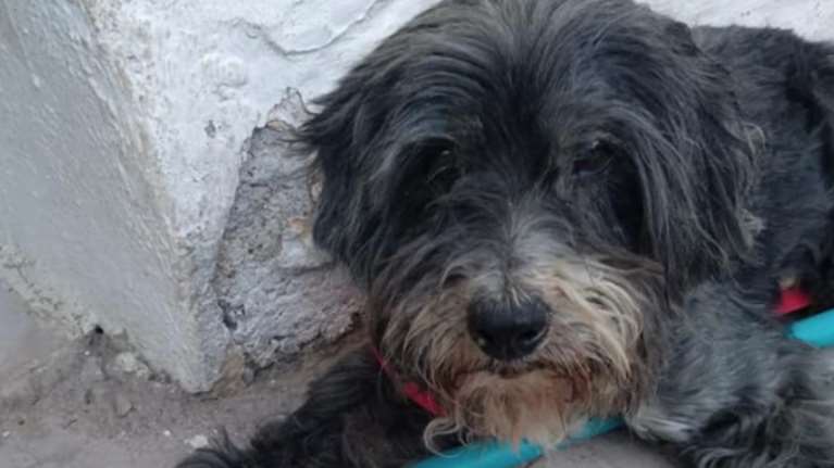 Ψαράδες έσωσαν σκυλάκι που κολυμπούσε επί 7 ώρες στον Κορινθιακό Κόλπο [βίντεο]