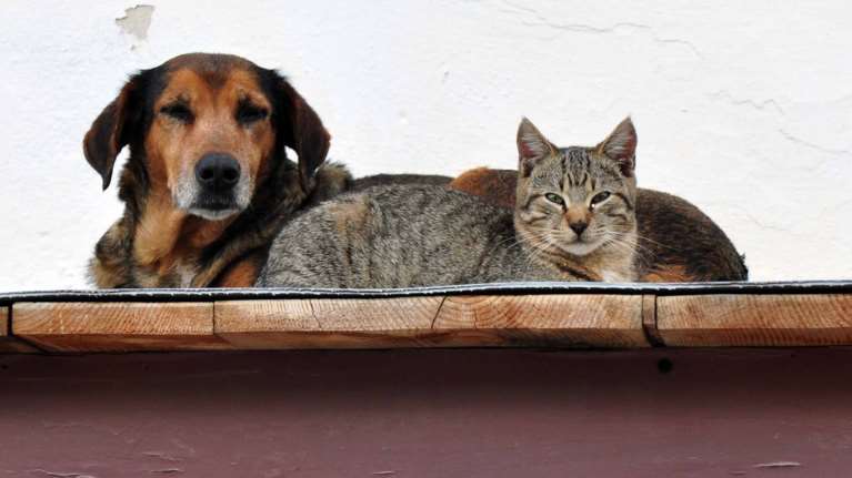 "Στον αέρα" το Εθνικό Μητρώο ζώων συντροφιάς - Οι πρώτες επτά διαθέσιμες υπηρεσίες του pet.gov.gr