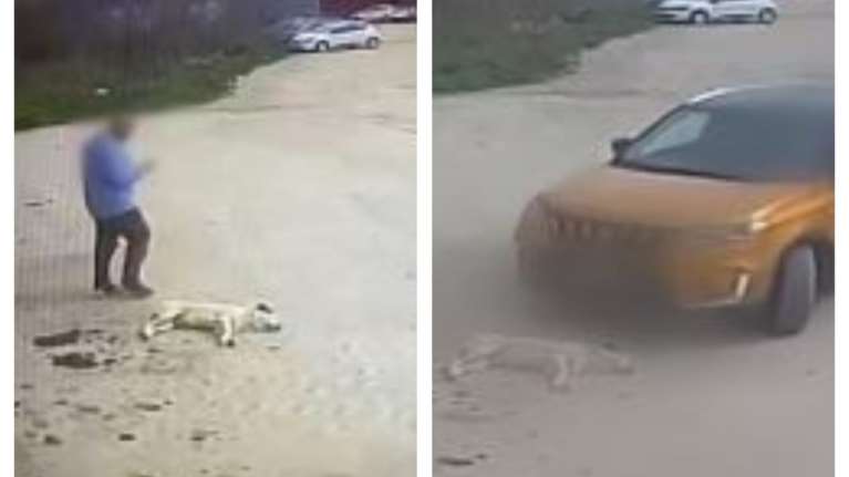 Θεσσαλονίκη: Οδηγός περνάει με το αυτοκίνητό του πάνω από σκυλάκι ενώ το έχει δει - Βίντεο σοκ