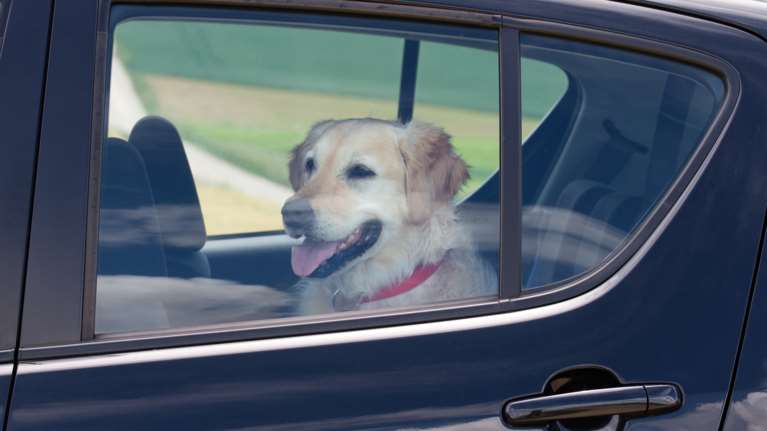 Θεσσαλονίκη: Πρόστιμο 1.000 ευρώ σε 60χρονη που παράτησε σκύλο στο αυτοκίνητο μέσα στη ζέστη