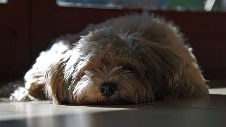 Βόλος: Νέο περιστατικό άγριας κακοποίησης ζώου - Έσερνε σκυλιά δεμένα στο αγροτικό