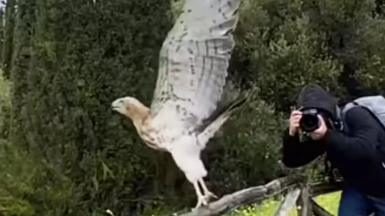 Το εκπληκτικό άλμα του αετού που άφησαν ελεύθερο στην Καισαριανή [βίντεο]