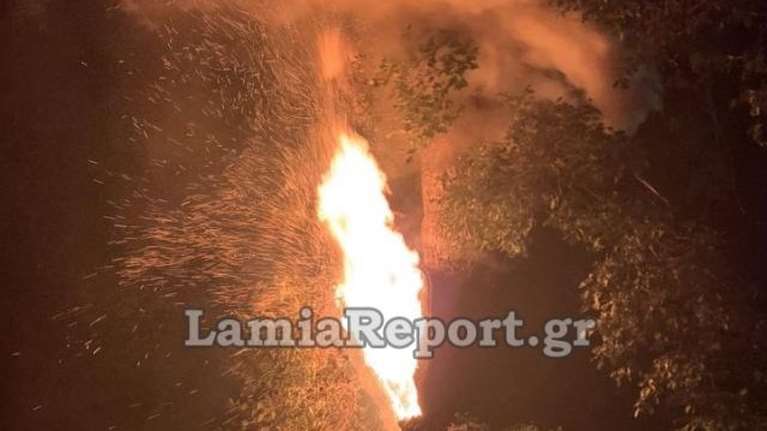 Φωκίδα: Έριξαν δυναμιτάκια και έκαψαν υπεραιωνόβιο πλάτανο [εικόνες]