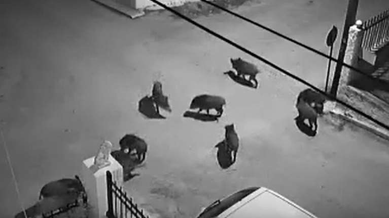 Αγέλη με 10 αγριογούρουνα κυκλοφορεί μέσα στους Αγίους Θεοδώρους [βίντεο]