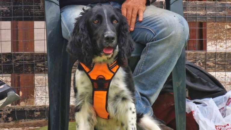 Η Άννα βρέθηκε αδέσποτη, και ο δρόμος δεν ήταν για αυτήν - Μάλλον της αφαίρεσαν το μικροτσίπ πριν την παρατήσουν