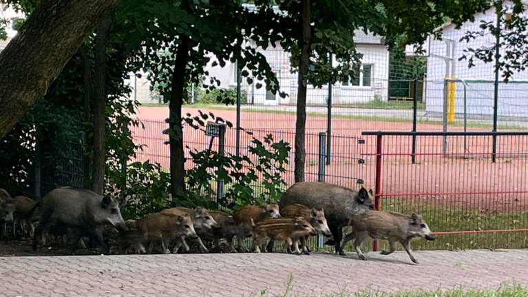Βερολίνο: Το ζώο που αναζητούσαν 100 αστυνομικοί και δύο ελικόπτερα ήταν πιθανώς αγριογούρουνο και όχι λιοντάρι...