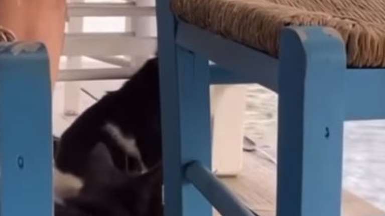 Ντροπή: Κλώτσησε γάτα στη θάλασσα σε ταβέρνα στην Αιδηψό - Χασκογελούσε η παρέα του [Βίντεο]