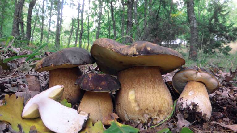 Πήραν τα βουνά στη Δυτική Μακεδονία: Πρωτοφανές μποτιλιάρισμα λόγω... μανιταριών