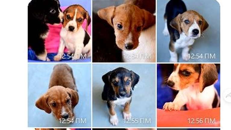 Πέντε μονάκριβα μωρά πετάχτηκαν μέρες αγάπης και γιορτής -  Δεν ξεμακραίνουν το ένα από το άλλο