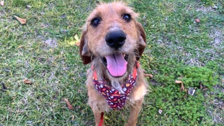 Ο Κριστιάνο είναι το σκυλί που η διάθεσή του ζωγραφίζεται στο πρόσωπό του - Έφτασε πολύ κοντά στο να πεθάνει