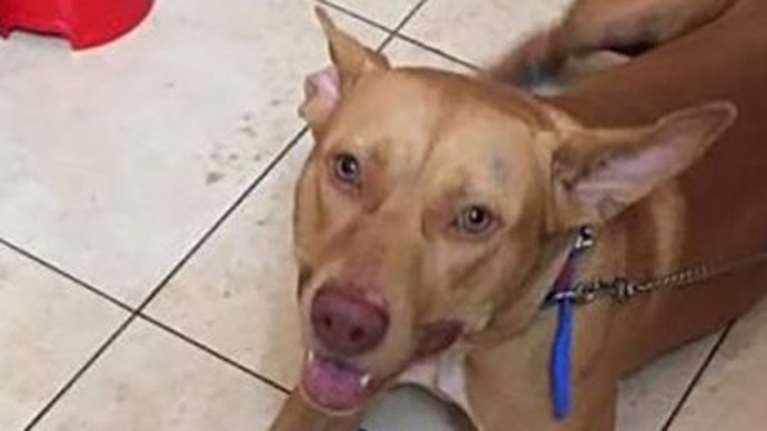 Αγρίνιο: Χειροπέδες σε ζευγάρι που πυροβόλησε και σκότωσε τρία σκυλιά [Προσοχή, σκληρές εικόνες]