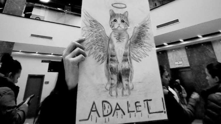 Aναταραχή από τον φόνο γάτας και την ελαφρά ποινή που επιβλήθηκε στον δράστη - Συλλογές υπογραφών και συγκεντρώσεις