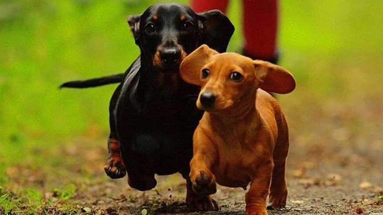 Οι  σκύλοι &quot;λουκάνικο&quot; είναι εδώ για να μείνουν: Η Γερμανία αρνείται ότι σχεδιάζει να απαγορεύσει τα Dachshund