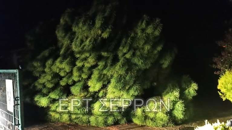 Σέρρες: Συγκλονισμένος ο αδελφός του 69χρονου που καταπλακώθηκε από δέντρο - &#39;&#39;Άρχισα να ουρλιάζω στην γειτονιά&#39;&#39;