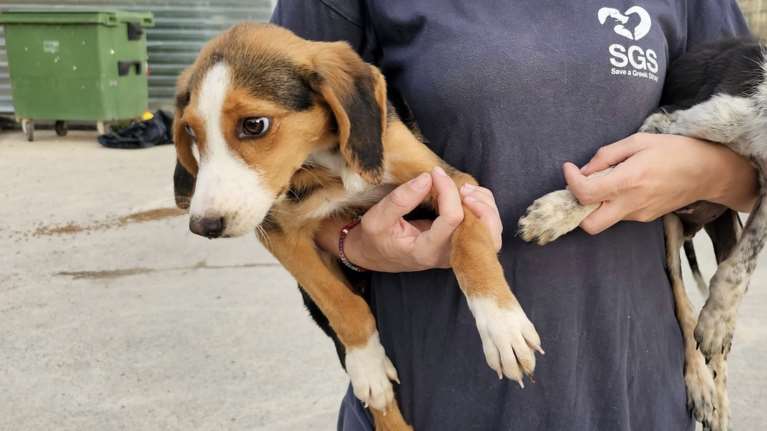 Η Μυρτούλα ήταν στο δημοτικό κυνοκομείο Τρίπολης: Ήταν και παραμένει ένα σκυλάκι διστακτικό, που δεν θα σε πλησιάσει μόνη της