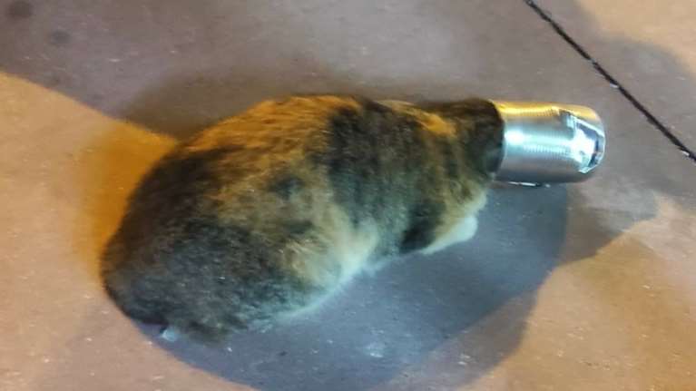 Παγίδα θανάτου για πεινασμένο γατάκι ένα κονσερβοκούτι