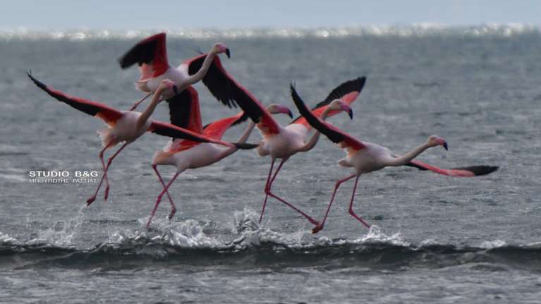 Τα πρώτα φλαμίνγκο έφτασαν στο Ναύπλιο [εικόνες - βίντεο]