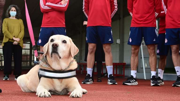 Η Ίρμα... ντρίμπλαρε στο Ρέντη - Το λαμπραντόρ-συνοδός λίγο πριν βγει στη σύνταξη &quot;έπαιξε μπάλα&quot; στον Ολυμπιακό