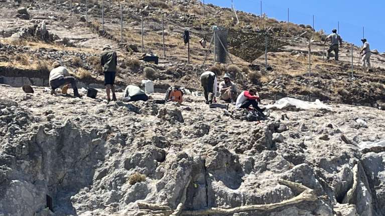 Λέσβος: Και ένα και δύο και τρία και... τέσσερα τα απολιθωμένα δάση [εικόνες]