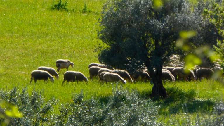 Μαγνησία: Πρόβατα έφαγαν... 100 κιλά κάνναβη και ζαλίστηκαν- Αρχισαν να χοροπηδάνε τρελά