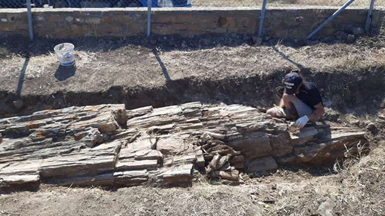 Εντυπωσιακό: Βρέθηκε γιγαντιαίος κορμός απολιθωμένου δένδρου στη Λήμνο [εικόνες]