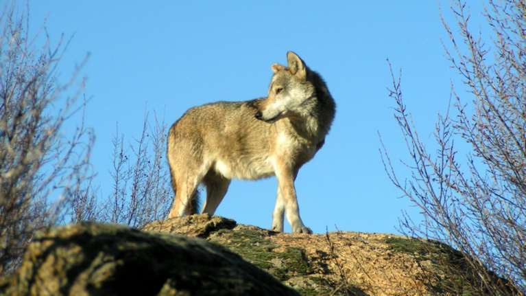 Φθιώτιδα: Αγέλη 9 λύκων εμφανίστηκε κοντά σε οικισμό – Πλησίασαν αγρότη και γρύλιζαν [βίντεο]