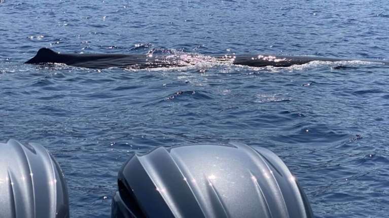 Χανιά: Τουρίστες ξετρελάθηκαν με φάλαινα - &quot;Έπαιζε μαζί μας σαν να ζητούσε συντροφιά&quot; [εικόνες]