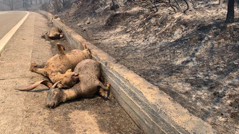 Φωτιά στη Ρόδο: Δραματικές εικόνες με τα νεκρά ελάφια που ζούσαν στο δάσος Απολλώνων-Λαέρμων
