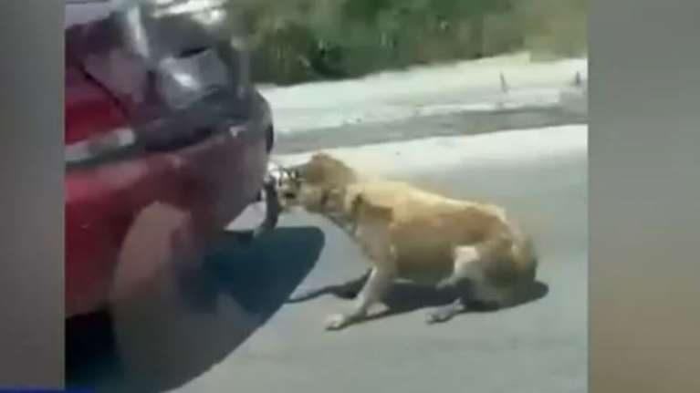 Κτηνωδία στη Ζάκυνθο: Ελεύθερος χωρίς όρους ο 75χρονος που έσερνε σκύλο με το ΙΧ