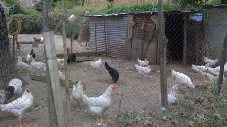 Βόλος: Συνταξιούχος ζει σε... κοτέτσι για να μην έχει επαφή με τη σύζυγο και την κόρη του: &quot;Θα σας κάψω&quot;