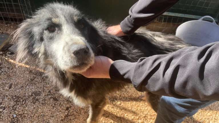 &quot;Για όσο της απομένει...&quot;: Η ιστορία της αδέσποτης σκυλίτσας που αγκάλιασε το Save a Greek Stray