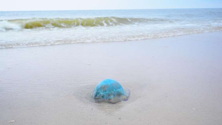 Μετά τις μωβ μέδουσες έρχονται και οι... γαλάζιες: Εξαρση στις ελληνικές ακτές
