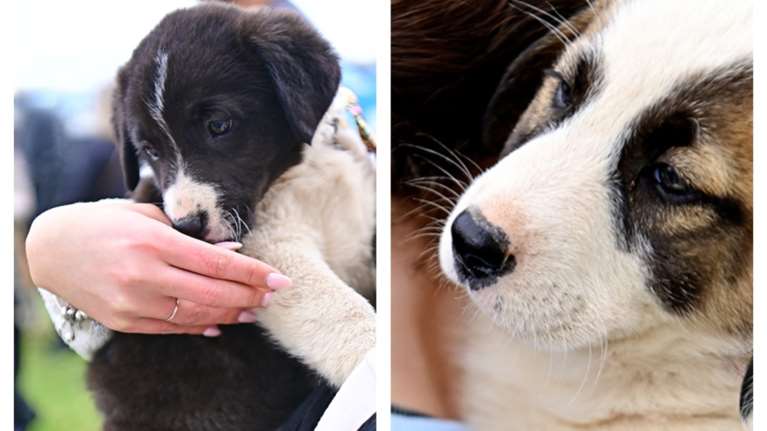 Είμαστε δύο από τα 9 αδερφάκια που μας βρήκαν στα βουνά παρατημένα