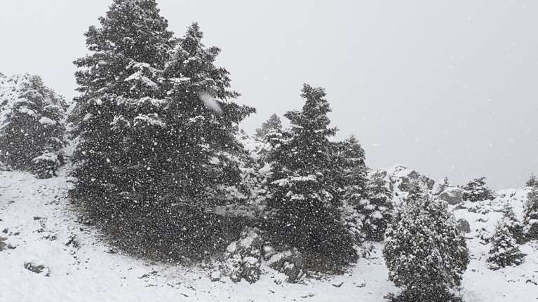 Αλπικό τοπίο στον Παρνασσό: Πέφτει πυκνό χιόνι - Υπέροχες εικόνες [βίντεο]
