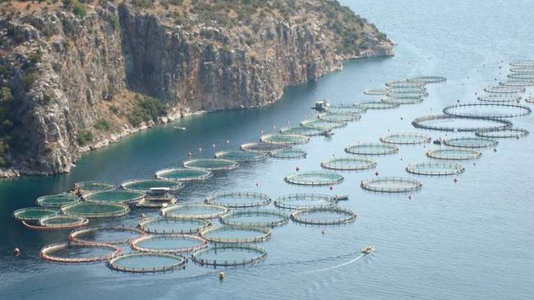 Κόρινθος: Εξαρθρώθηκε εγκληματική οργάνωση που έκλεβε ...ψάρια