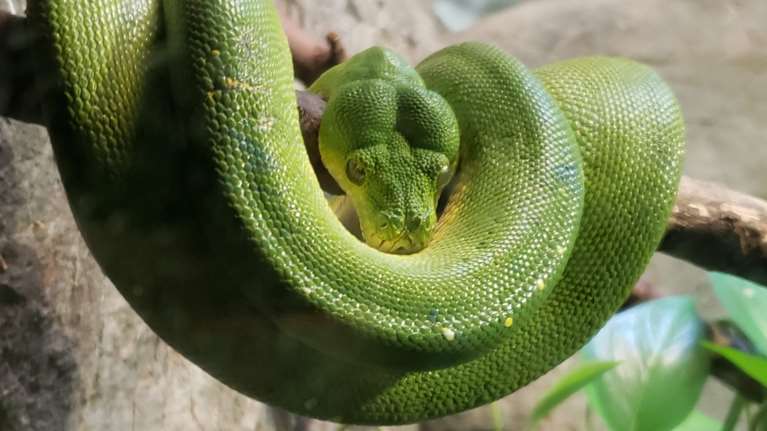 Συναγερμός στην Ολλανδία: Εξαιρετικά δηλητηριώδες φίδι δύο μέτρων κυκλοφορεί ελεύθερο