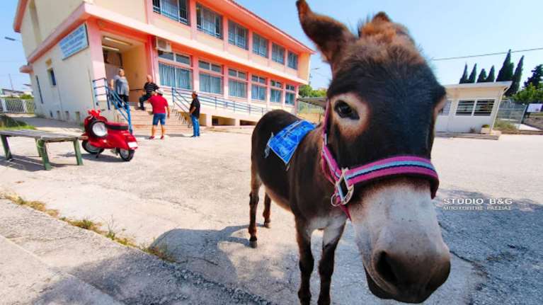 Εκλογές 2023: Αγρότης στο Ναύπλιο πήγε να ψηφίσει με το γαϊδουράκι του και έγινε viral [βίντεο]